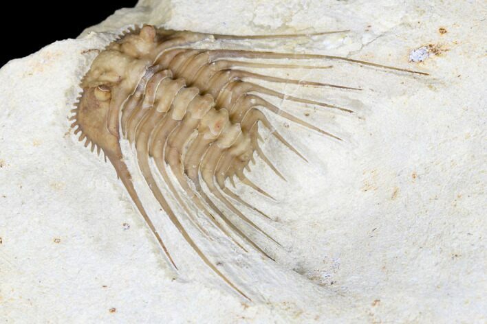 Kettneraspis Trilobite - Black Cat Mountain, Oklahoma #170291